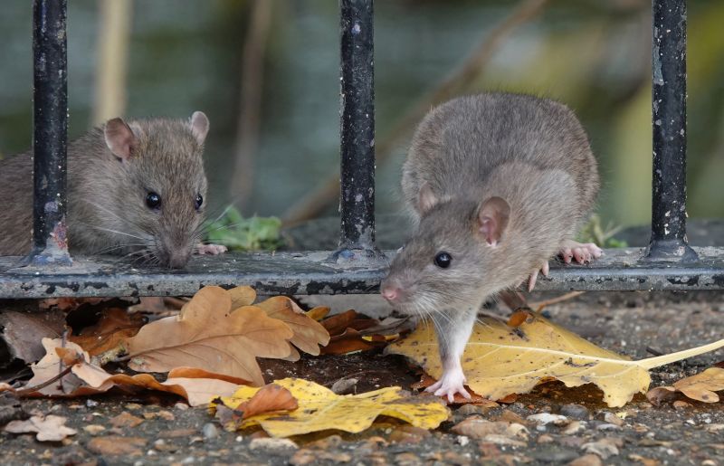 Rat Abatement