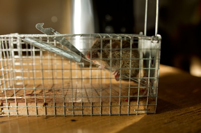 Rat Abatement