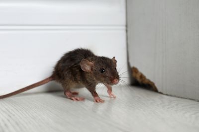 Rat Abatement