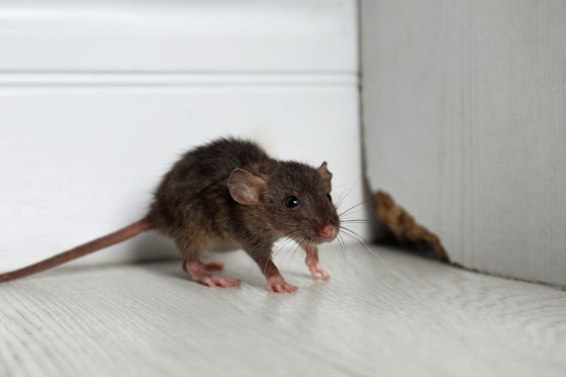 Effective Rat Abatement Solutions — Cost of Rat Abatement
