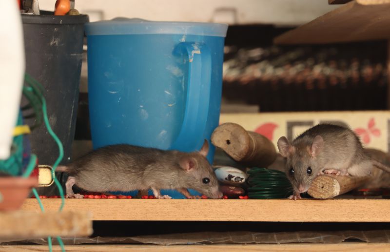 Effective Rat Abatement Solutions — Cost of Rat Abatement