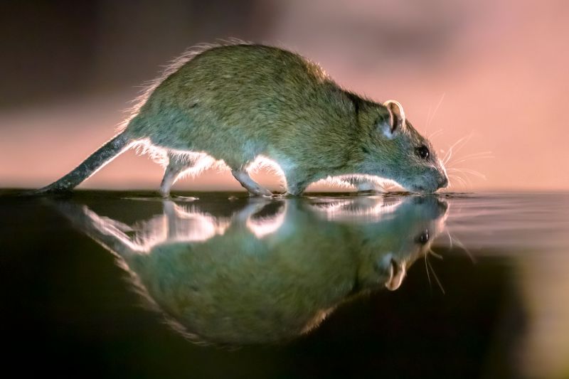 Effective Rat Abatement Solutions — Cost of Rat Abatement