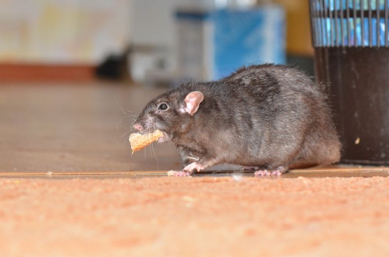 Effective Rat Abatement Solutions — Cost of Rat Abatement