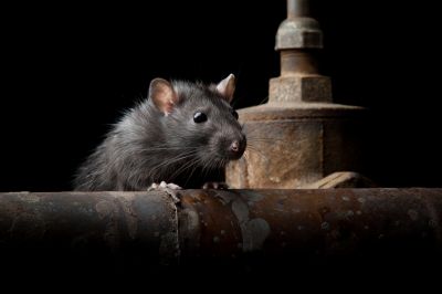 Health Risks Associated With Rats In Residential And Commercial Spaces