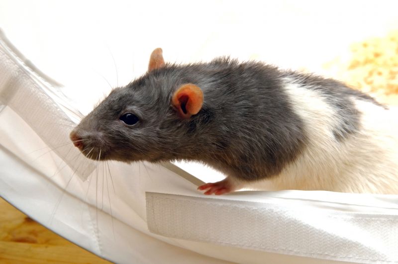How Rats Cause Damage