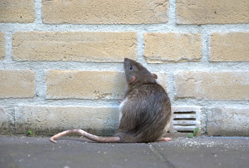Rat Abatement