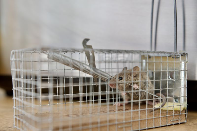 Rat Abatement