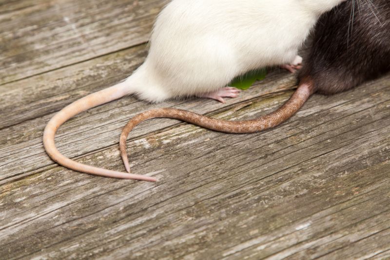 Signs You Have A Rat Infestation On Your Property