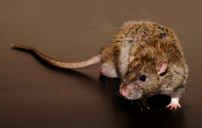 Why Professional Rat Pest Control Is Safer Than Diy Methods