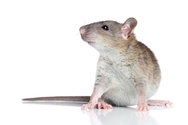 Why Professional Rat Pest Control Is Safer Than Diy Methods
